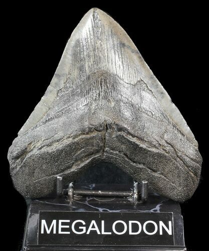 Large, Megalodon Tooth - South Carolina #43031
